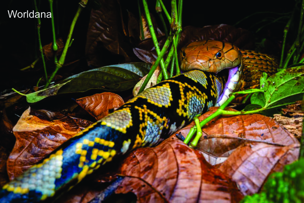  A king cobra consuming a python whole