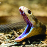 King Cobra Hunting Tactics: How the Apex Predator Kills