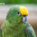 Yellow-naped Amazon Parrot: Care, Traits & Conservation