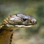 King Cobra Anatomy & Biology: World’s Longest Venomous Snake