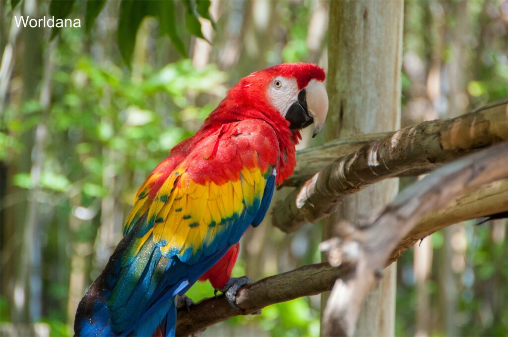 A colorful Amazon Parrot displaying its bright feathers in natural habitat.