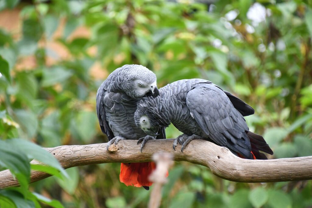 African Grey Parrot – The Einstein of the Bird World
