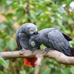 African Grey Parrot – The Einstein of the Bird World