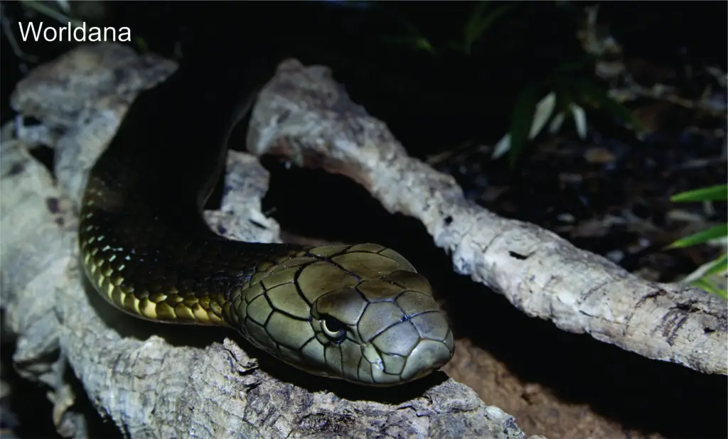 A female king cobra searching for the perfect nesting location