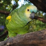 Blue-fronted Amazon Parrot Care & Conservation