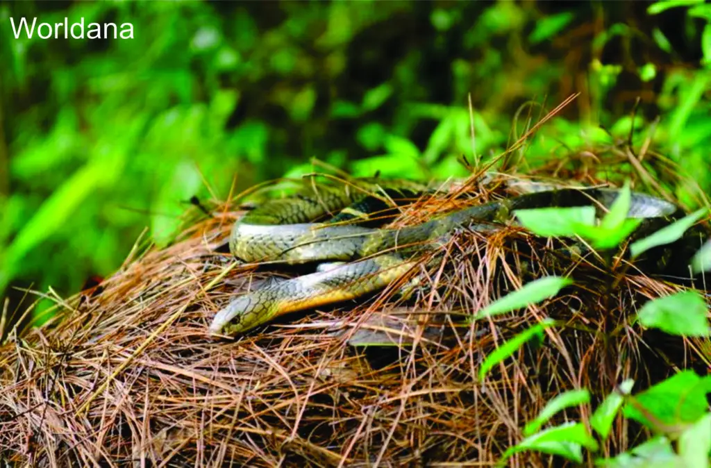 A female king cobra evaluating potential nesting materials