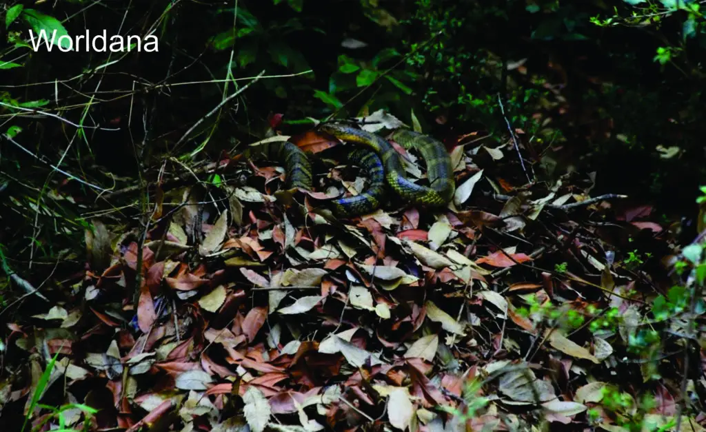 A female cobra using her powerful body to arrange nesting materials.