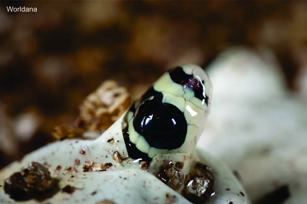 Baby king cobras breaking free from their eggs