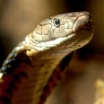 King Cobra Nesting: Nature’s Snake Supermom